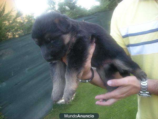 cachorros de pastor aleman