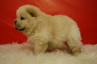 Chow Chow con mucho pelo y de excelente calidad - mejor precio | unprecio.es