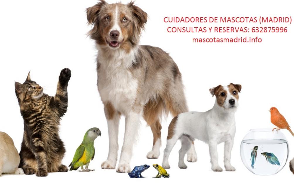 Cuidadores de mascotas - madrid