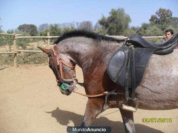 DOMADOR DE CABALLOS INICIO A LA VAQUERA O DOMA BASICA  Y ENGANCHE Y MULOS ENGANCHE