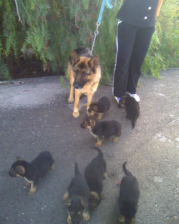 impresionantes cachorros de pastor aleman