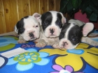 INCREIBLE CAMADA DE BULLDOG FRANCES - mejor precio | unprecio.es