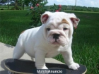 Jugueton Cachorros de Bulldog Ingles muy bonitos (REGALO) - mejor precio | unprecio.es
