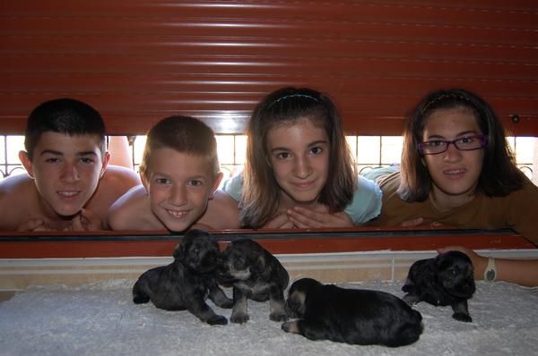 Schnauzer mini sal y pimienta