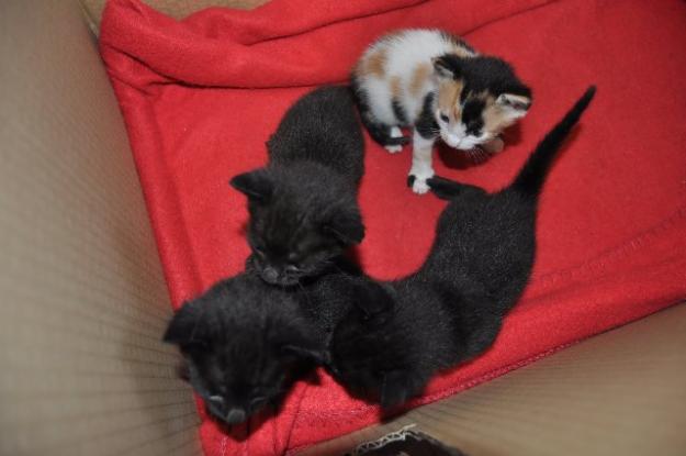 Se regalan gatitos.