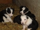 SE VENDEN CACHORROS DE BORDER COLLIE - mejor precio | unprecio.es