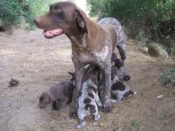 Venta excelentes cachorros Braco Aleman