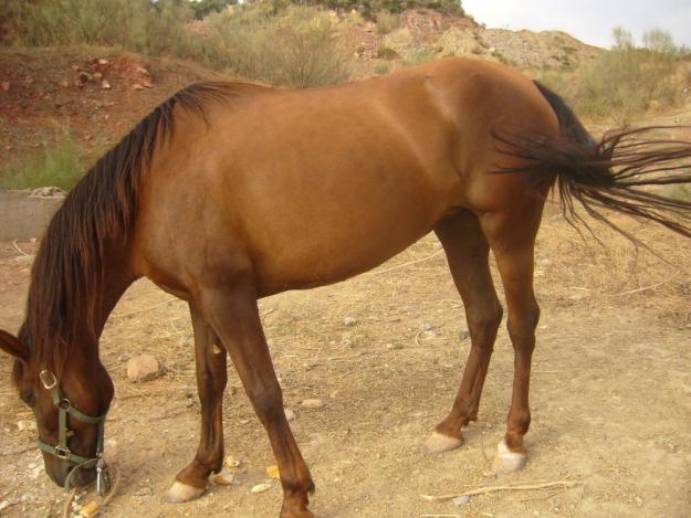 Yegua se vende con vaquera!