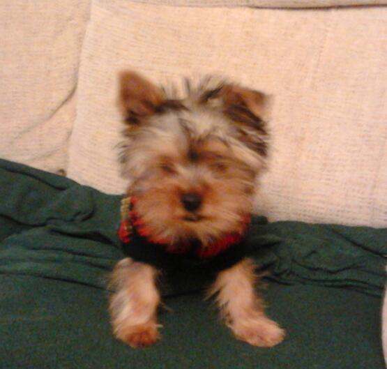 Yorkshire terrier 8 meses