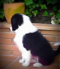 Magníficos border collie puppies, afijo y pedigrí (LOE) de la RSCE, listos para entregar. - mejor precio | unprecio.es