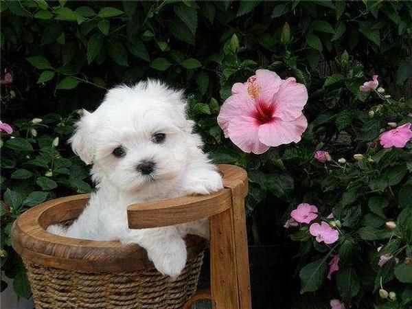 buena apariencia masculina y femenina maltés cachorros para una buena casa adopción.