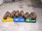 bullmastin urje dos cachorros 250e los dos 400e - mejor precio | unprecio.es