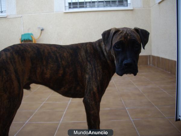 BUSCO NOVIA MEDIANA PARA MI PERRO BOXER MEDIANO