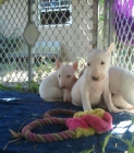 Disponemos de cachorros de bull terrier muy bonitos - mejor precio | unprecio.es