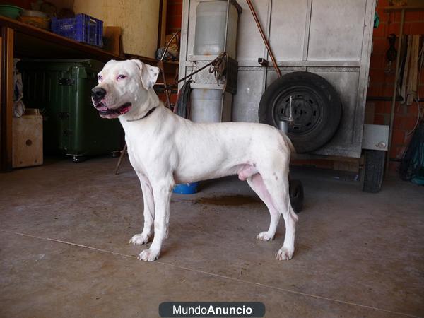 Dogo Argentino cazando en rehala de jabali