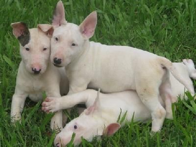 dos cachorros de bull terrier 50e -