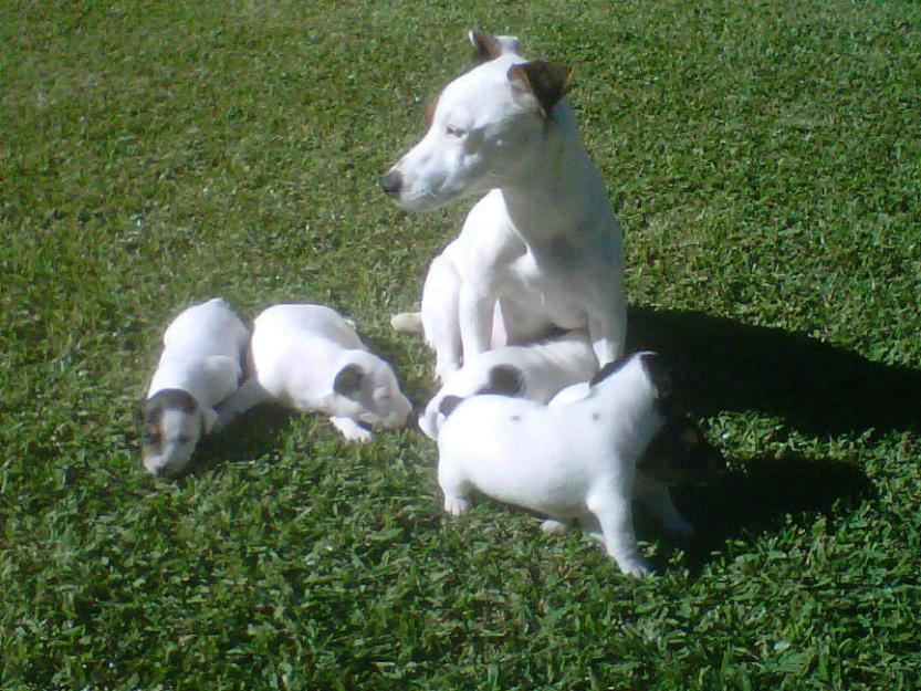 Jack russell terrier pura raza