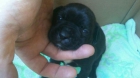 vendo bulldog frances - mejor precio | unprecio.es