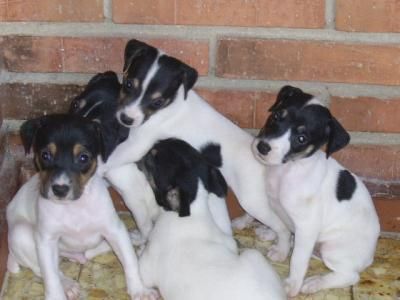 VENDO CACHORROS DE BODEGUERO RATONERO