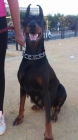 Venta camada doberman de pura raza - mejor precio | unprecio.es