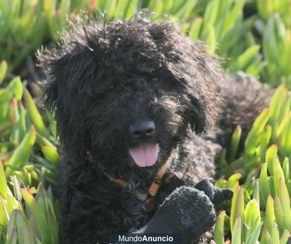 Ofrezco Perro de Agua Español para monta