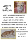 Gattito en adopció - mejor precio | unprecio.es
