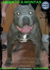 AMERICAN BULLY SE OFRECE PARA MONTAS - mejor precio | unprecio.es