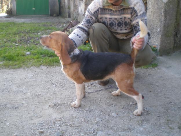 Beagles y basset leonado cazando conejo