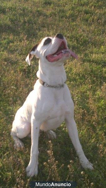 BOXER BLANCO BUSCA NOVIA