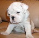 buena hermosa cachorros bulldog cachorros para usted y su familia - mejor precio | unprecio.es