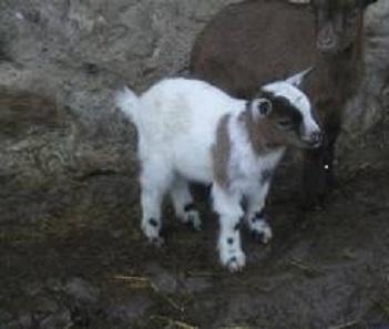 Cabras enanas autenticas miniatura africanas