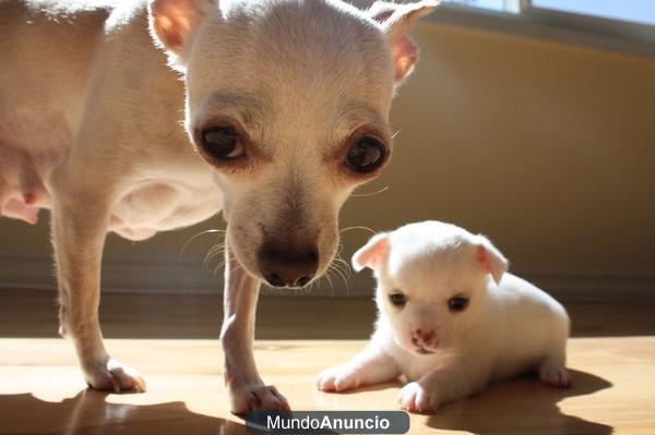 camada de chihuahuas