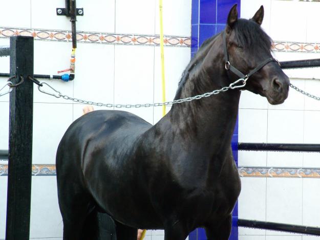 LOS HERMOSOS CABALLOS PRE PARA LA VENTA