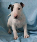 muy amable y feliz bullterrier disponible para un nuevo hogar - mejor precio | unprecio.es