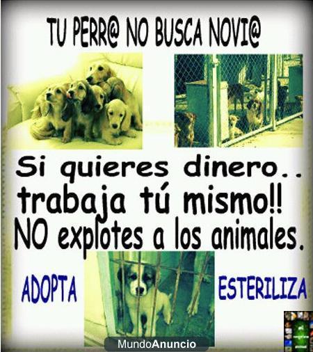 NO COMPRES PERROS  ADOPTA