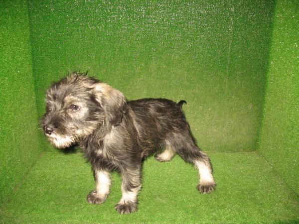 PRECIOSO CACHORRO DE SCHNAUZER SAL Y PIMIENTA..190
