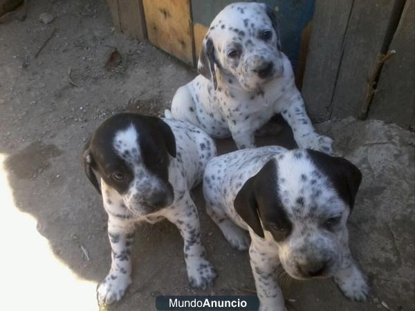 PRECIOSOS CACHORRITOS DALMATA678747701.