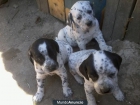 PRECIOSOS CACHORRITOS DALMATA678747701. - mejor precio | unprecio.es