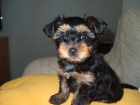 Vendo cachorro de yorkshire - mejor precio | unprecio.es
