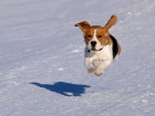 Beagles de primera calidad hacen excelentes mascotas, amigos y compañeros de caza. Los cachorros vienen con papeles de r - mejor precio | unprecio.es