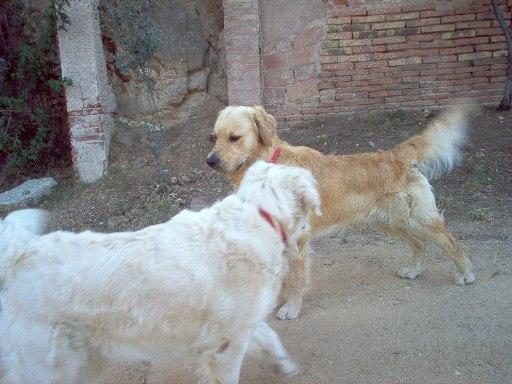 Buscamos hembra (Golden Retriever con pedigree) para cruzar.