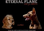 Camada de dobermann - mejor precio | unprecio.es