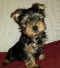 Camada de yorkshire terrier, yorkis - mejor precio | unprecio.es