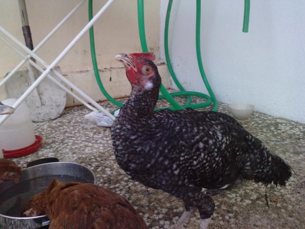 gallinas ponedoras joven adulta