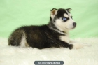 HUSKY SIBERIANO, MACHOS Y HEMBRAS EN VENTA - mejor precio | unprecio.es