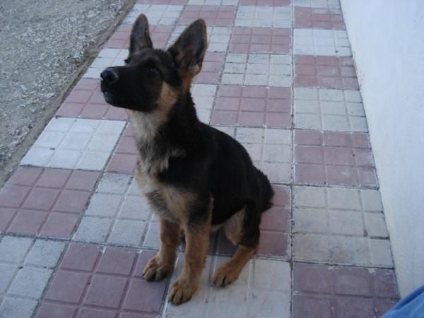 Pastor Aleman hembra de 3 meses y medio
