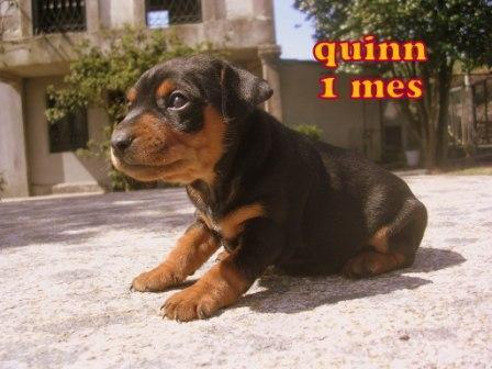 Pinscher Miniatura . Cachorros con pedigree