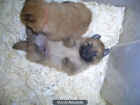 Pomeranias machos y hembras - mejor precio | unprecio.es