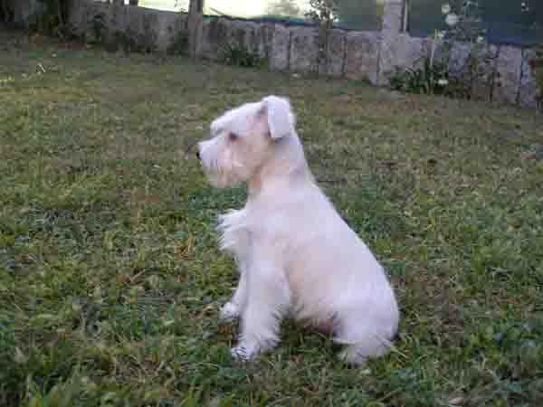 SCHNAUZER MINIATURA BLANCO
