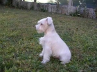 SCHNAUZER MINIATURA BLANCO - mejor precio | unprecio.es